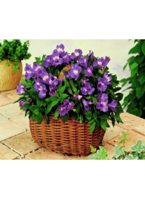 RSBD8173 Розк-ка за номером. на дереві 40*50 J.Otten 