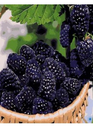 RA5523_O Розм-ка за номером. 40*50см 