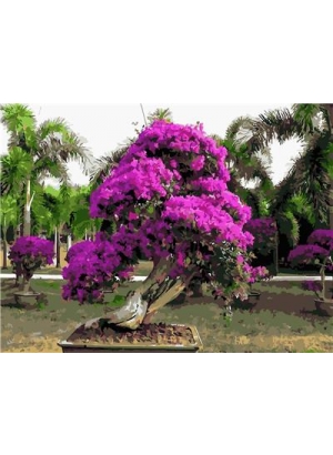 RAD5581 Розк-ка за номером. на дереві 40*50 J.Otten 