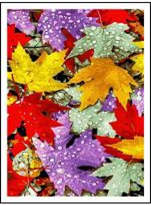 RAD5209 Розк-ка за номером. на дереві 40*50 J.Otten 