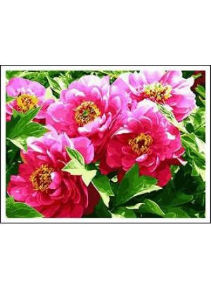 RAD5394 Розк-ка за номером. на дереві 40*50 J.Otten 