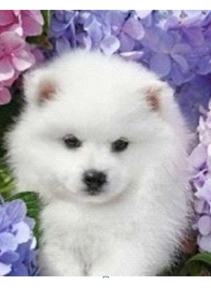 GLD60300_O Алмазна мозаїка 30*40см 