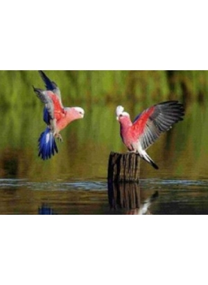 GLD60404_O Алмазна мозаїка 30*40см 