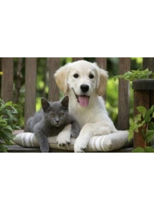 GLD60425_O Алмазна мозаїка 30*40см 