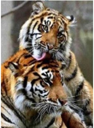 GLD60464_O Алмазна мозаїка 30*40см 