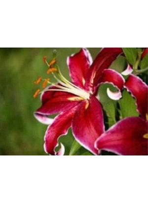 GLD60493_O Алмазна мозаїка 30*40см 