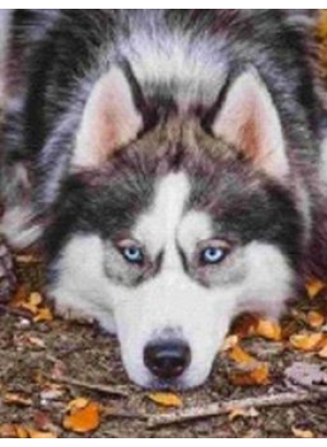 GLD60529_O Алмазна мозаїка 30*40см 