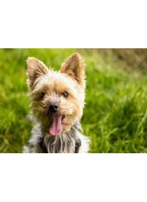 GLD60964_O Алмазна мозаїка 30*40см 