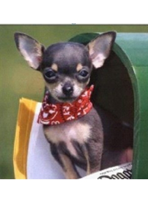 GLD60976_O Алмазна мозаїка 30*40см 