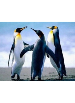 GLD61370_O Алмазна мозаїка 30*40см 