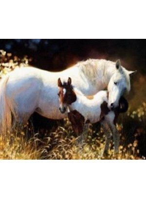 GLD61423_O Алмазна мозаїка 30*40см 