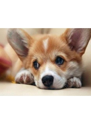 GLD61534_O Алмазна мозаїка 30*40см 