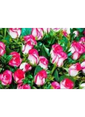 GLD60423 - GB70045_O Алмазна мозаїка 30*40см 