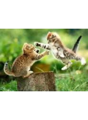 GLD60428 - GB70054_O Алмазна мозаїка 30*40см 