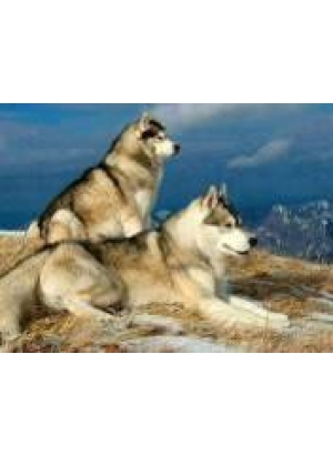 GLD60391 - GB70199_O Алмазна мозаїка 30*40см 