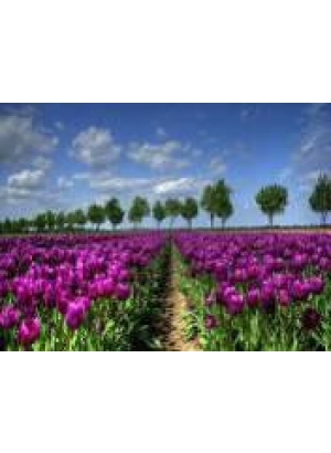 GLD60733 - GB70441_O Алмазна мозаїка 30*40см 