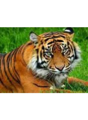 GLD60756 - GB70577_O Алмазна мозаїка 30*40см 