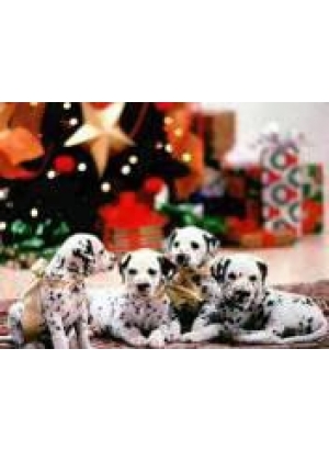 GLD60820 - GB71485_O Алмазна мозаїка 30*40см 