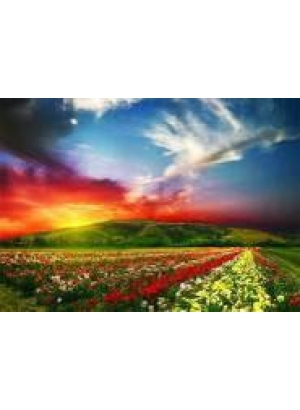 GLD60827 - GB71911_O Алмазна мозаїка 30*40см 