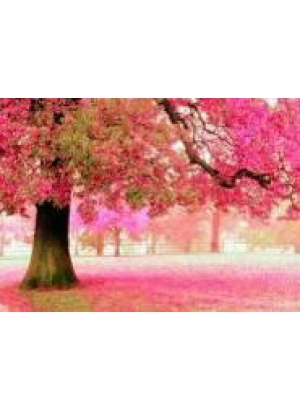 GLD60465 - GB71918_O Алмазна мозаїка 30*40см 