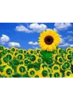 GLD60837 - GB72392_O Алмазна мозаїка 30*40см 