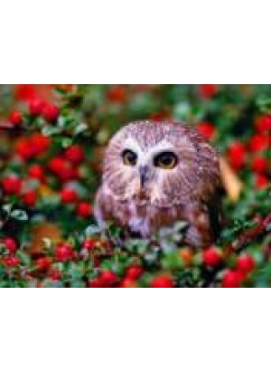 GLD60508 - GB72689_O Алмазна мозаїка 30*40см 