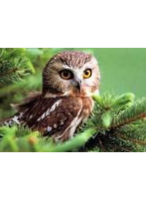 GLD60515 - GB72702_O Алмазна мозаїка 30*40см 