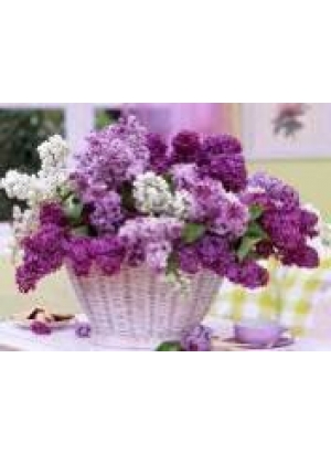 GLD60517 - GB72723_O Алмазна мозаїка 30*40см 