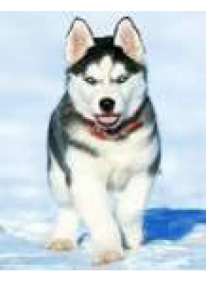 GLD60531 - GB73442_O Алмазна мозаїка 30*40см 