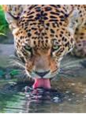 GLD60881 - GB73461_O Алмазна мозаїка 30*40см 