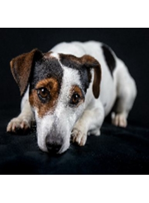 GLE71907_B Алмазна мозаїка за номерами 40*50 